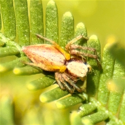 Oxyopes (genus) (Lynx spider) at Ainslie, ACT - 5 Oct 2025 by Hejor1