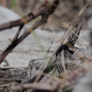 Amphibolurus muricatus at Watson, ACT - Yesterday by rhyshardy