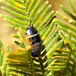 Ellipsidion australe at Ainslie, ACT - Yesterday by Hejor1