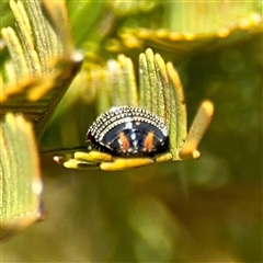 Ellipsidion australe at Ainslie, ACT - 5 Oct 2025 03:07 PM