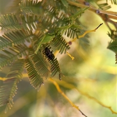 Ellipsidion australe at Ainslie, ACT - 5 Oct 2025 03:07 PM