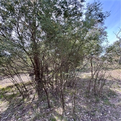 Acacia dealbata subsp. dealbata (Silver Wattle) at Hackett, ACT - 5 Oct 2025 by Hejor1