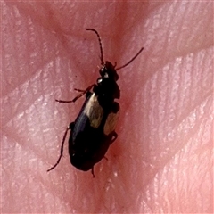 Sarothrocrepis civica (An arboreal 'ground' beetle) at Hackett, ACT - 5 Oct 2025 by Hejor1
