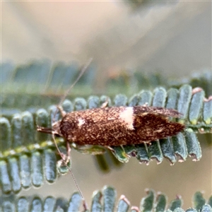 Leistomorpha brontoscopa (A concealer moth) at Hackett, ACT - Yesterday by Hejor1