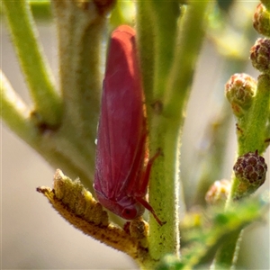 Sextius virescens at Ainslie, ACT - Yesterday by Hejor1