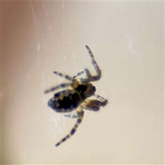 Araneinae (subfamily) at Ainslie, ACT - 5 Oct 2025 by Hejor1