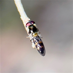Simosyrphus grandicornis at Hackett, ACT - Yesterday by Hejor1