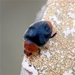 Cryptolaemus montrouzieri (Mealybug ladybird) at Hackett, ACT - 5 Oct 2025 by Hejor1