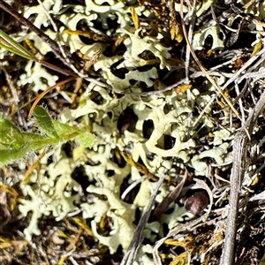 Xanthoparmelia sp. at Hackett, ACT - Yesterday by Hejor1