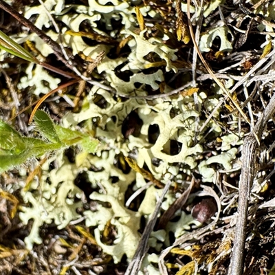 Xanthoparmelia sp. at Hackett, ACT - 5 Oct 2025 by Hejor1