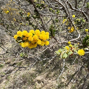 Acacia buxifolia subsp. buxifolia at Ainslie, ACT - Yesterday by Hejor1