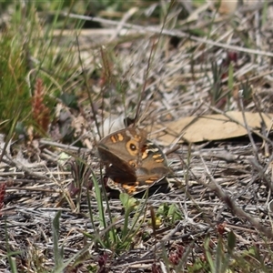 Junonia villida at Watson, ACT - Yesterday by rhyshardy