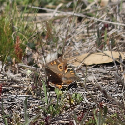 Junonia villida (Meadow Argus) at Watson, ACT - 5 Oct 2025 by rhyshardy