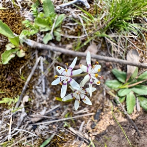 Wurmbea dioica subsp. dioica at Hackett, ACT - Yesterday by Hejor1