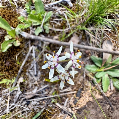 Wurmbea dioica subsp. dioica (Early Nancy) at Hackett, ACT - 5 Oct 2025 by Hejor1