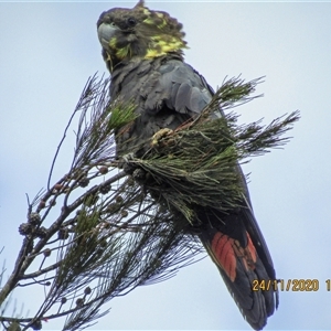 Calyptorhynchus lathami lathami (Glossy Black-Cockatoo) at Marulan, NSW - 24 Nov 2020 by GITM1