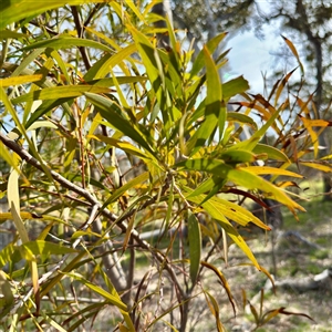 Acacia doratoxylon at Hackett, ACT - Yesterday by Hejor1