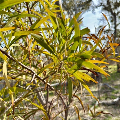 Acacia implexa (Hickory Wattle, Lightwood) at Hackett, ACT - 5 Oct 2025 by Hejor1