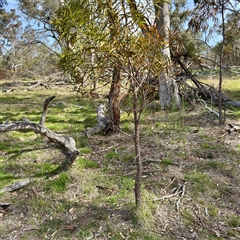 Acacia implexa at Hackett, ACT - 5 Oct 2025 03:52 PM
