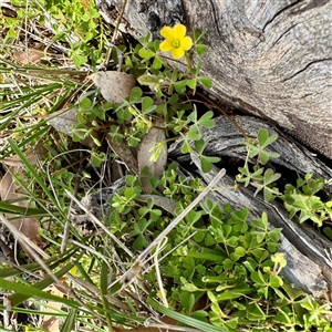 Oxalis (genus) at Hackett, ACT - Yesterday by Hejor1