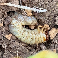 Adoryphorus coulonii (Redheaded pasture cockchafer) at Hackett, ACT - 5 Oct 2025 by Hejor1