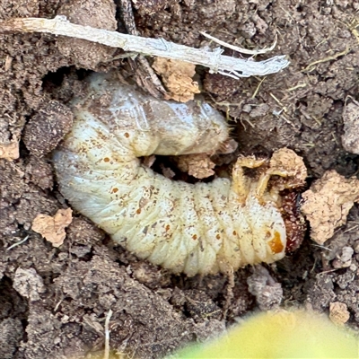 Adoryphorus coulonii (Redheaded pasture cockchafer) at Hackett, ACT - 5 Oct 2025 by Hejor1