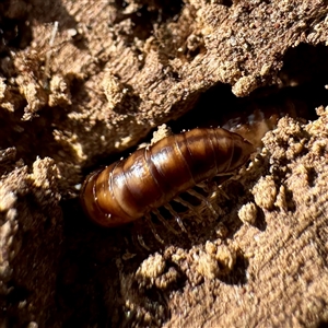 Paradoxosomatidae sp. (family) at Hackett, ACT - Yesterday by Hejor1