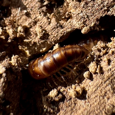 Paradoxosomatidae sp. (family) at Hackett, ACT - 5 Oct 2025 by Hejor1