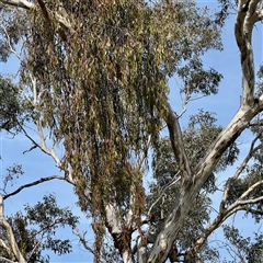 Amyema (genus) at Hackett, ACT - Yesterday by Hejor1
