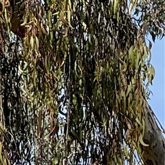 Amyema miquelii at Hackett, ACT - 5 Oct 2025 03:58 PM