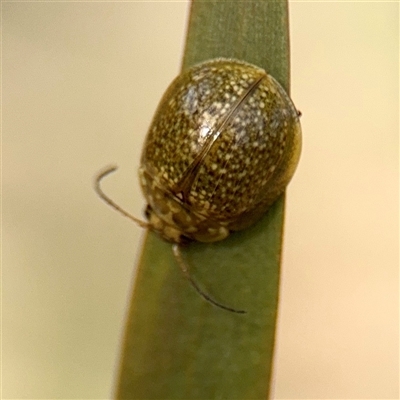 Paropsisterna cloelia (Eucalyptus variegated beetle) at Hackett, ACT - 5 Oct 2025 by Hejor1