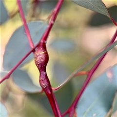 Leptocybe invasa (Eucalyptus Stem Gall Wasp) at Hackett, ACT - 5 Oct 2025 by Hejor1