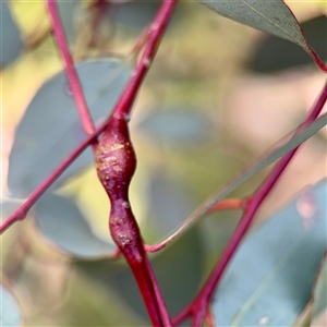 Eucalyptus insect gall at Hackett, ACT - Yesterday by Hejor1