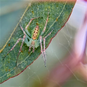 Araneus talipedatus at Hackett, ACT - Yesterday by Hejor1