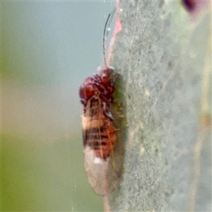 Glycaspis sp. (genus) at Hackett, ACT - Yesterday by Hejor1