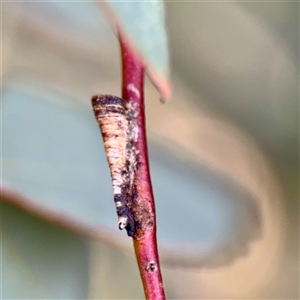 Machaerotinae sp. (subfamily) at Hackett, ACT - Yesterday by Hejor1