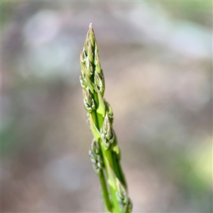 Asparagus officinalis at Hackett, ACT - Yesterday by Hejor1
