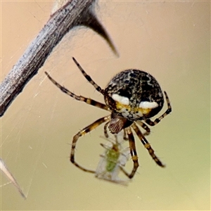 Araneus albotriangulus at Hackett, ACT - Yesterday by Hejor1
