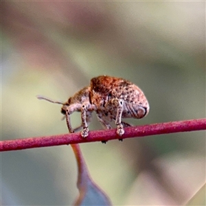 Gonipterus sp. (genus) at Hackett, ACT - Yesterday by Hejor1