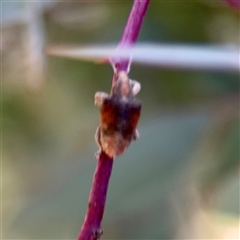 Gonipterus sp. (genus) at Hackett, ACT - 5 Oct 2025 04:15 PM