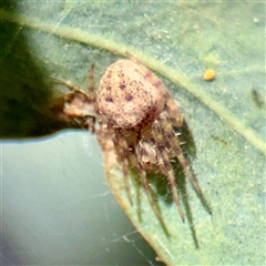 Araneus sp. (genus) at Hackett, ACT - 5 Oct 2025 by Hejor1