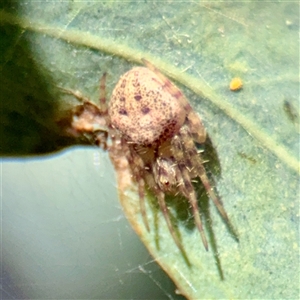Araneus sp. (genus) at Hackett, ACT - Yesterday by Hejor1