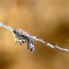 Philoponella congregabilis (Social house spider) at Ainslie, ACT - 5 Oct 2025 by Hejor1