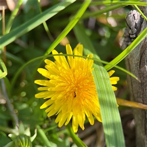 Taraxacum sp. at Hackett, ACT - Yesterday by Hejor1