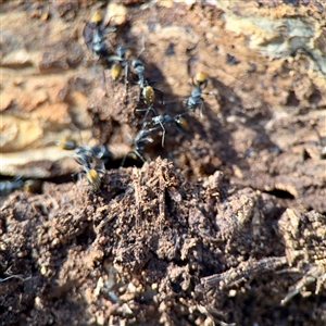 Camponotus aeneopilosus at Ainslie, ACT - Yesterday by Hejor1