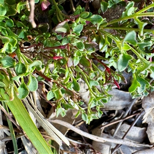 Chenopodium sp. at Hackett, ACT - Yesterday by Hejor1