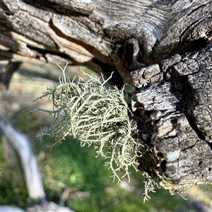 Usnea sp. (genus) at Hackett, ACT - Yesterday by Hejor1