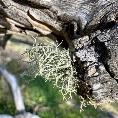 Usnea sp. (genus) at Hackett, ACT - 5 Oct 2025 by Hejor1