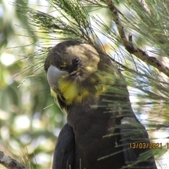 Calyptorhynchus lathami lathami (Glossy Black-Cockatoo) at Marulan, NSW - 13 Mar 2021 by GITM1