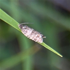 Isochorista encotodes (A Tortricid moth (Archipini) at Hackett, ACT - 5 Oct 2025 by Hejor1